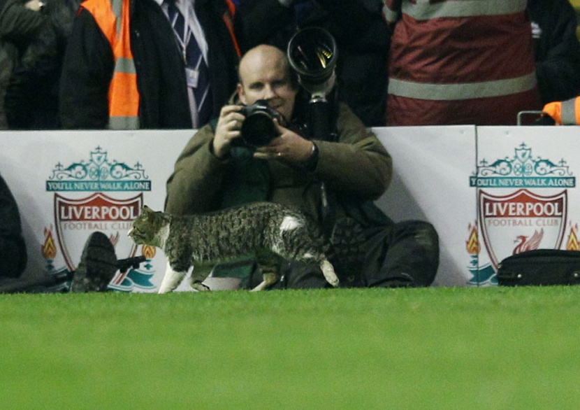 "قطة ملعب انفيلد" تنال شهرة واسعة على الانترنت - فيديو