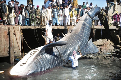 قرش يزن 7 أطنان (فيديو)