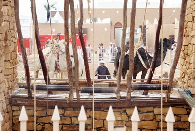 مزرعة الجنادرية.. أجواء تداعب الذاكرة بـ «التشويك» و«التكريب»