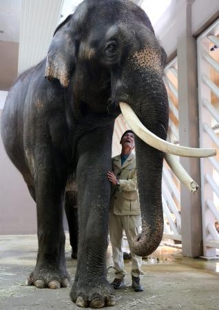 قصة مصورة: فيل  ينطق بعض الكلمات باللغة الكورية
