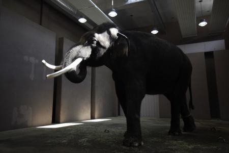 قصة مصورة: فيل  ينطق بعض الكلمات باللغة الكورية