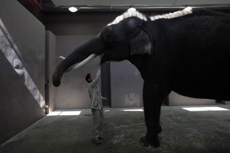 قصة مصورة: فيل  ينطق بعض الكلمات باللغة الكورية