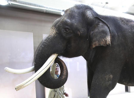 قصة مصورة: فيل  ينطق بعض الكلمات باللغة الكورية