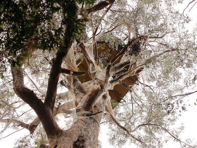 قصة مصورة .. ناشطة أسترالية تقضي 376 يوما فوق شجرة - فيديو