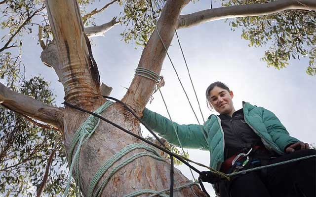 قصة مصورة .. ناشطة أسترالية تقضي 376 يوما فوق شجرة - فيديو