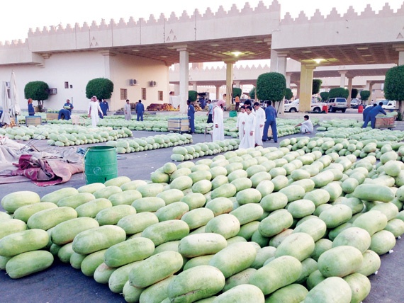 400 مزرعة في القصيم تروي عطش الصائمين بالبطيخ