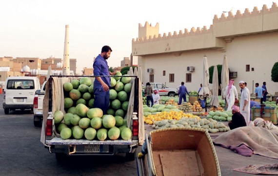400 مزرعة في القصيم تروي عطش الصائمين بالبطيخ