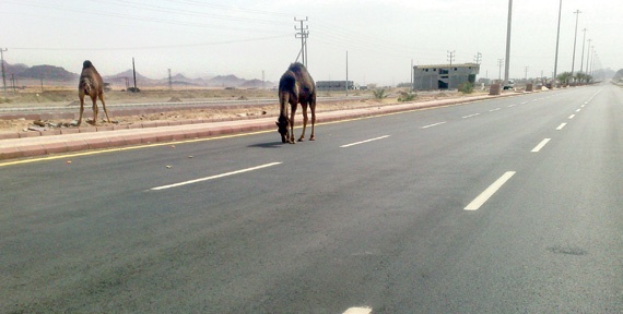 الإبل السائبة أبرز أسباب الحوادث على طريق المدينة - العيص