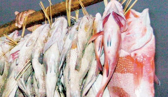 تعاون سعودي - هولندي لتطوير قطاع الثروة السمكية