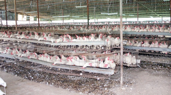 أدوات الإنتاج المستوردَة ترفع أسعار الدواجن المحلية