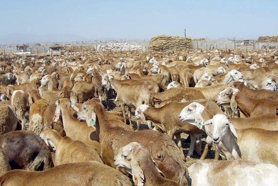 شركة أبناء مزيد سفر الشلوي .. شراكة حقيقية مع مجموعة البنك الإسلامي للتنمية