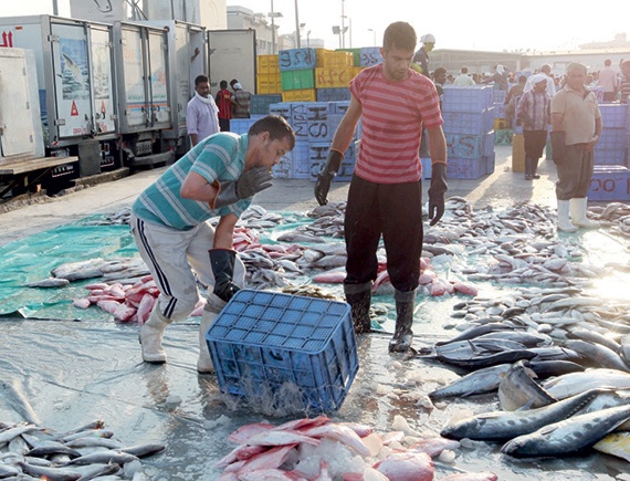 انخفاض إنتاج السمك على ساحل البحر الأحمر 70 %