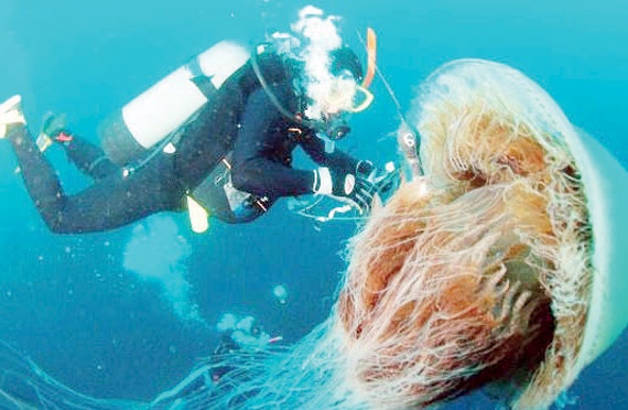 قناديل البحر تلدغ ملايين السباحين يومياً