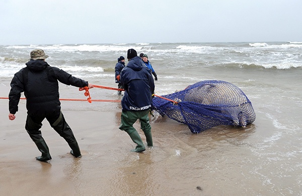 العثور على حوت منقاري نافقا قبالة السواحل البولندية