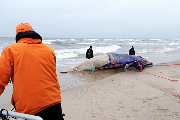 العثور على حوت منقاري نافقا قبالة السواحل البولندية