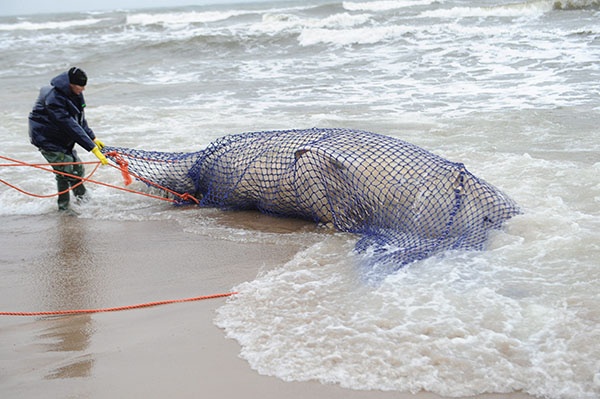 العثور على حوت منقاري نافقا قبالة السواحل البولندية