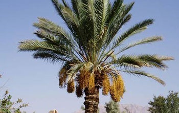 فريق سعودي-صيني يفك الشفرة الوراثية للنخيل