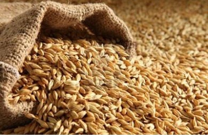 الجفاف يجبر الأردن على شراء 100 ألف طن من الشعير