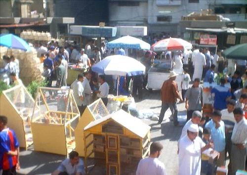 الإقبال على الطيور النادرة ينعش التجارة في سوق بغداد