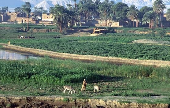 الأراضي الزراعية في مصر تواجه خطر البناء المخالف