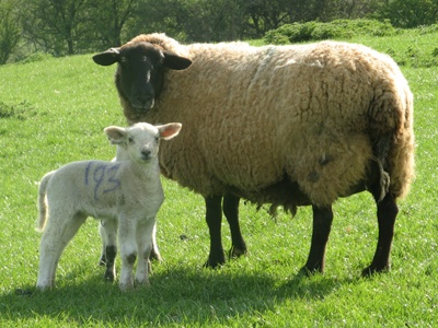 رئيس جمعية الأطباء البيطريين في ألمانيا يطالب بزيادة أسعار اللحوم لتحسين حماية الحيوانات