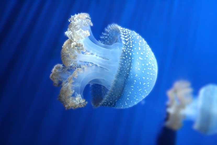 وفاة طفل فرنسي بلدغة قنديل البحر في تايلاند