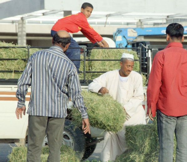 سجن وغرامة مالية لتداول منتج علفي ضار أو مغشوش