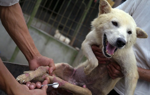 الصين تعدم آلاف الكلاب لاحتواء داء الكلب