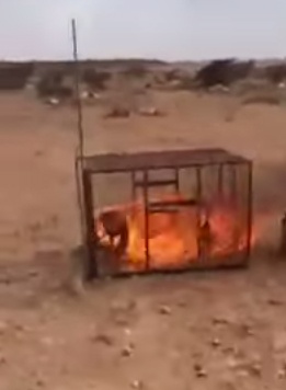 الحياة الفطرية "للاقتصادية": نبحث عن حارقي الثعلب للقصاص