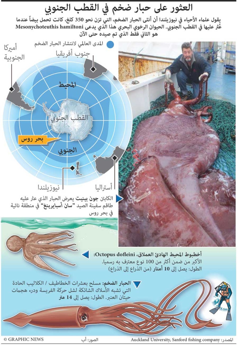 الحبار الضخم في القطب الجنوبي