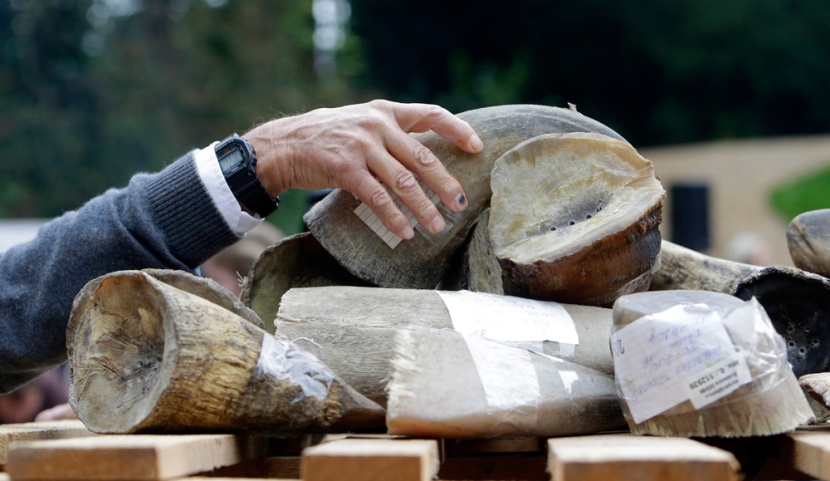 قصة مصورة: التشيك تحرق قرون وحيد القرن للمساعدة في انقاذ الحيوان المعرض للانقراض