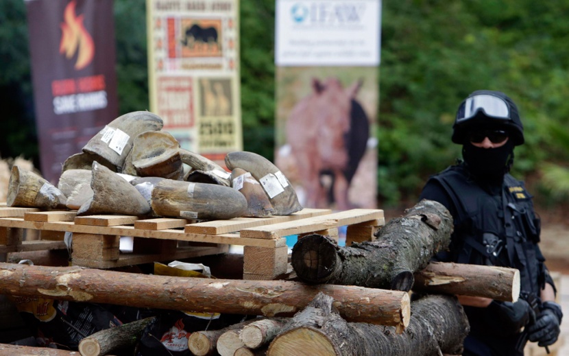 قصة مصورة: التشيك تحرق قرون وحيد القرن للمساعدة في انقاذ الحيوان المعرض للانقراض