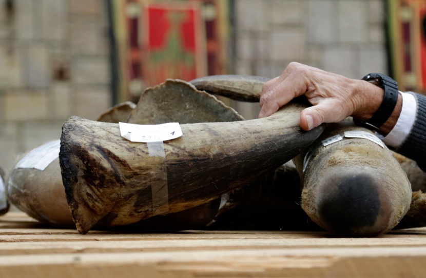 قصة مصورة: التشيك تحرق قرون وحيد القرن للمساعدة في انقاذ الحيوان المعرض للانقراض