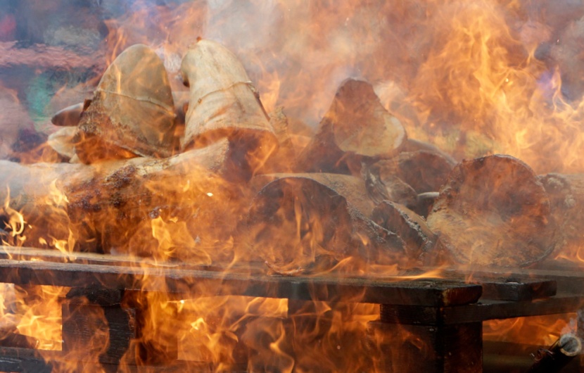 قصة مصورة: التشيك تحرق قرون وحيد القرن للمساعدة في انقاذ الحيوان المعرض للانقراض