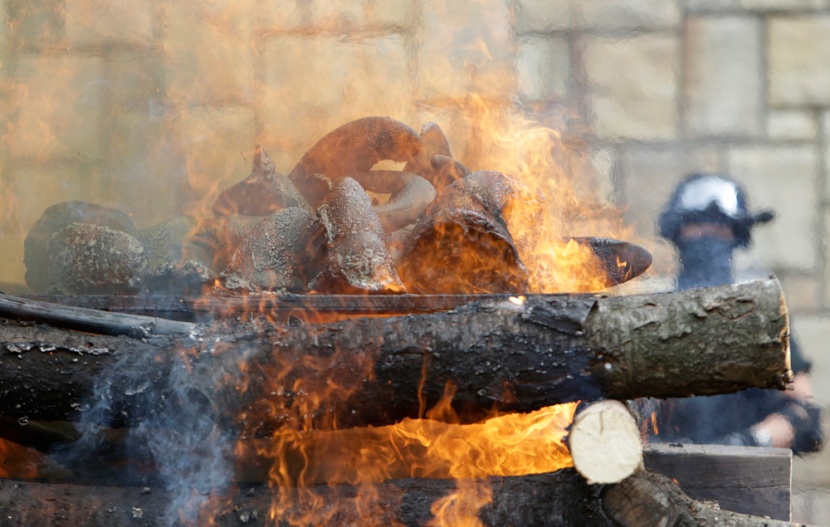 قصة مصورة: التشيك تحرق قرون وحيد القرن للمساعدة في انقاذ الحيوان المعرض للانقراض