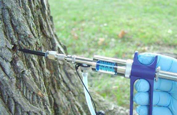 ملبورن تحقن الأشجار لمواجهة حمى القش