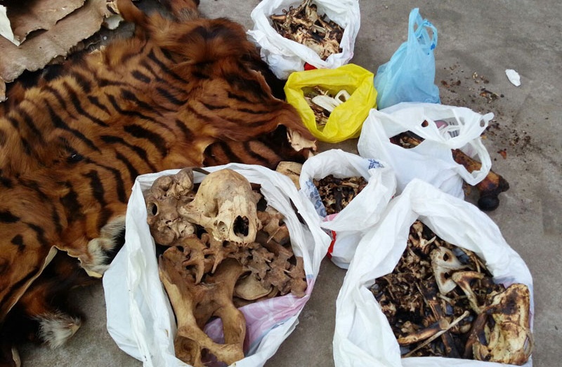 العثور على أجزاء من كائنات الحياة البرية داخل غرفة التجارة الصينية في كمبوديا