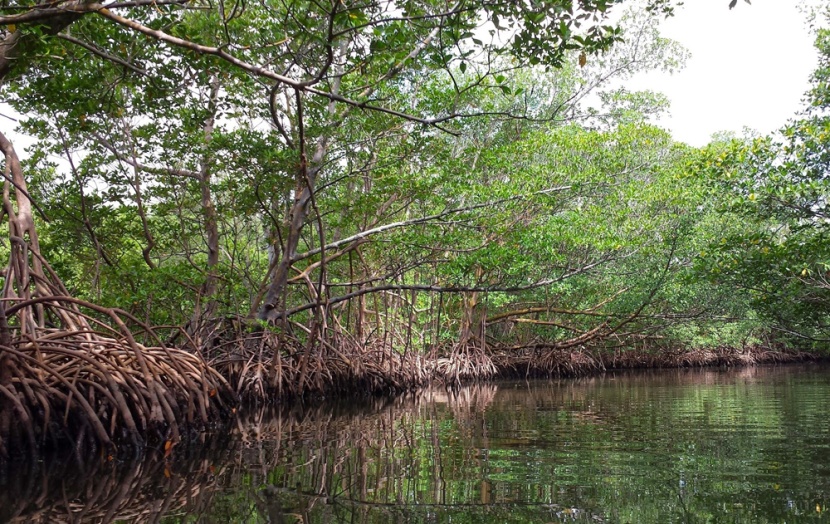 الأمم المتحدة: تدمير غابات المانجروف يكلف أكثر من 42 مليار دولار سنويا