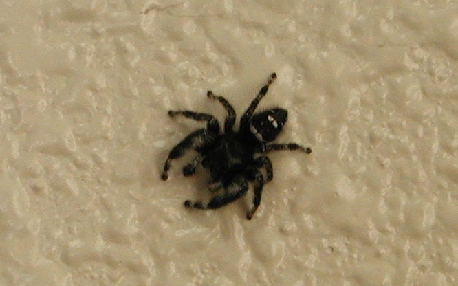 إزالة عنكبوت من بطن رجل استرالي بعد ان مكث فيه 3 أيام