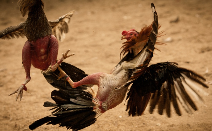 تغريم أميرة رومانية سابقة وزوجها لإدارة حلبة لمصارعة الديوك في أمريكا