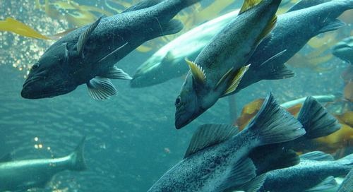 مساع لزيادة الإنتاج العربي من الأسماك
