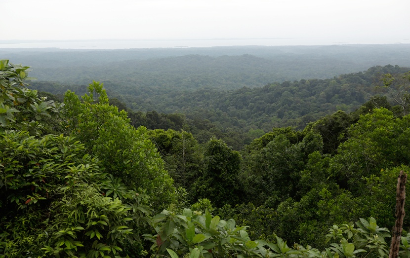 إزالة الغابات المدارية تهدد إنتاج الغذاء العالمي