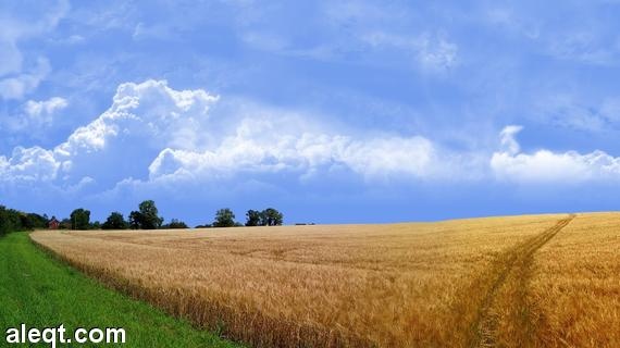 مصر تشتري 240 ألف طن من القمح الفرنسي