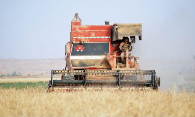 تحقيق: في أراضي "داعش".. موسم القمح ينمّي بذور الكراهية