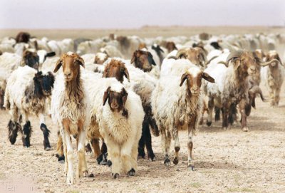الأردن تستأنف تصدير الأغنام الى بلدان الخليج العربي