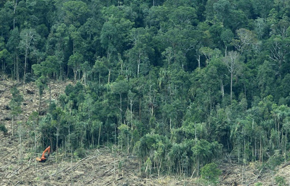 إزالة الغابات في إندونيسيا تنتج ثالث أعلى معدل للانبعاثات عالميا