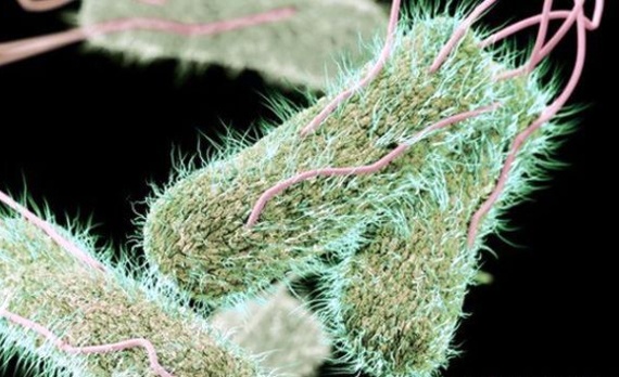 علماء : انتشار سلالة من التيفود مقاومة للمضادات الحيوية