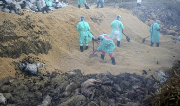 ارتفاع كبير في عدد الإصابات الجديدة بأيبولا في غينيا وسيراليون