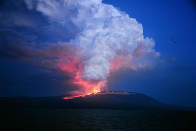 ثوران البركان "وولف" في أرخبيل جالاباجوس قد يهدد موطن البط الوردي