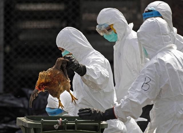 منظمة: السيطرة على انفلونزا الطيور في أمريكا خلال 4 أشهر